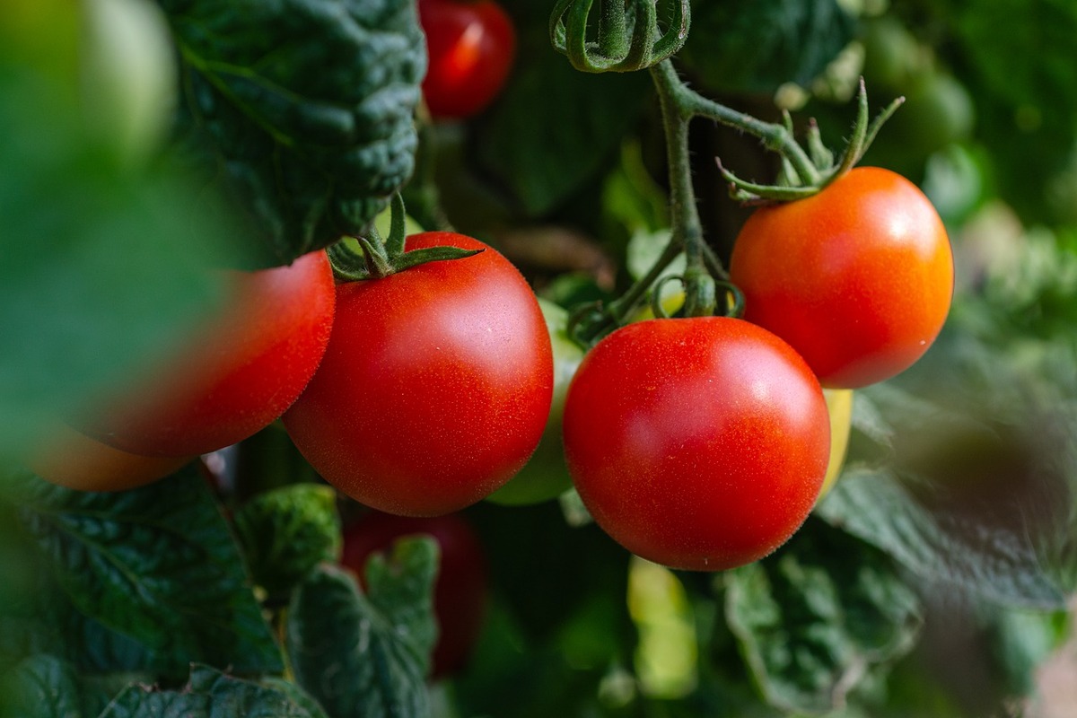 Como plantar tomate veja essas simples dicas para colocar em prática agora mesmo - Foto: Pixabay