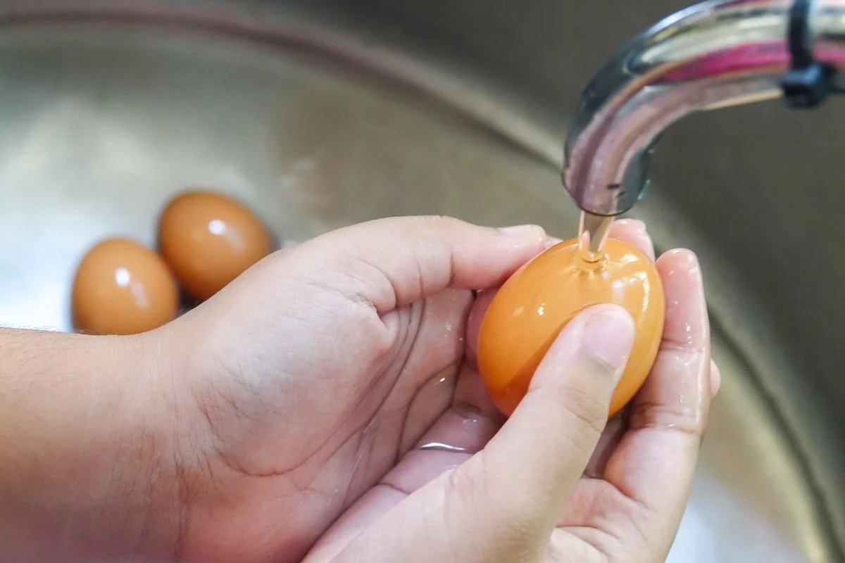 Descubra como higienizar ovo de galinha