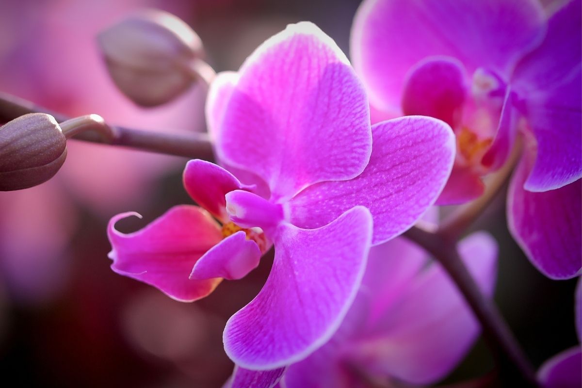 Orquídea - Foto: Canva
