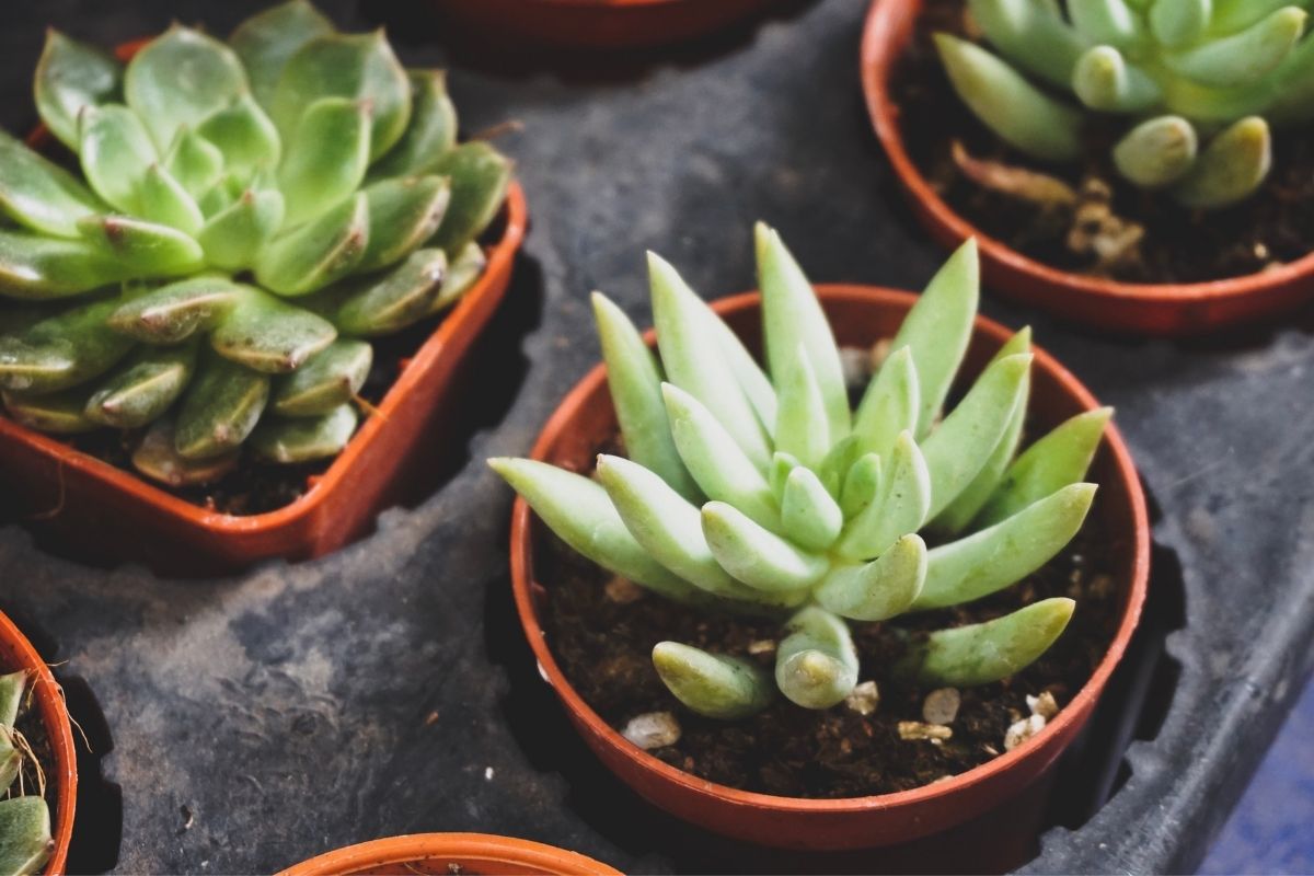 A forma correta de regar e cuidar de suculentas: dicas para manter sua plantinha saudável - Reprodução do Pixabay