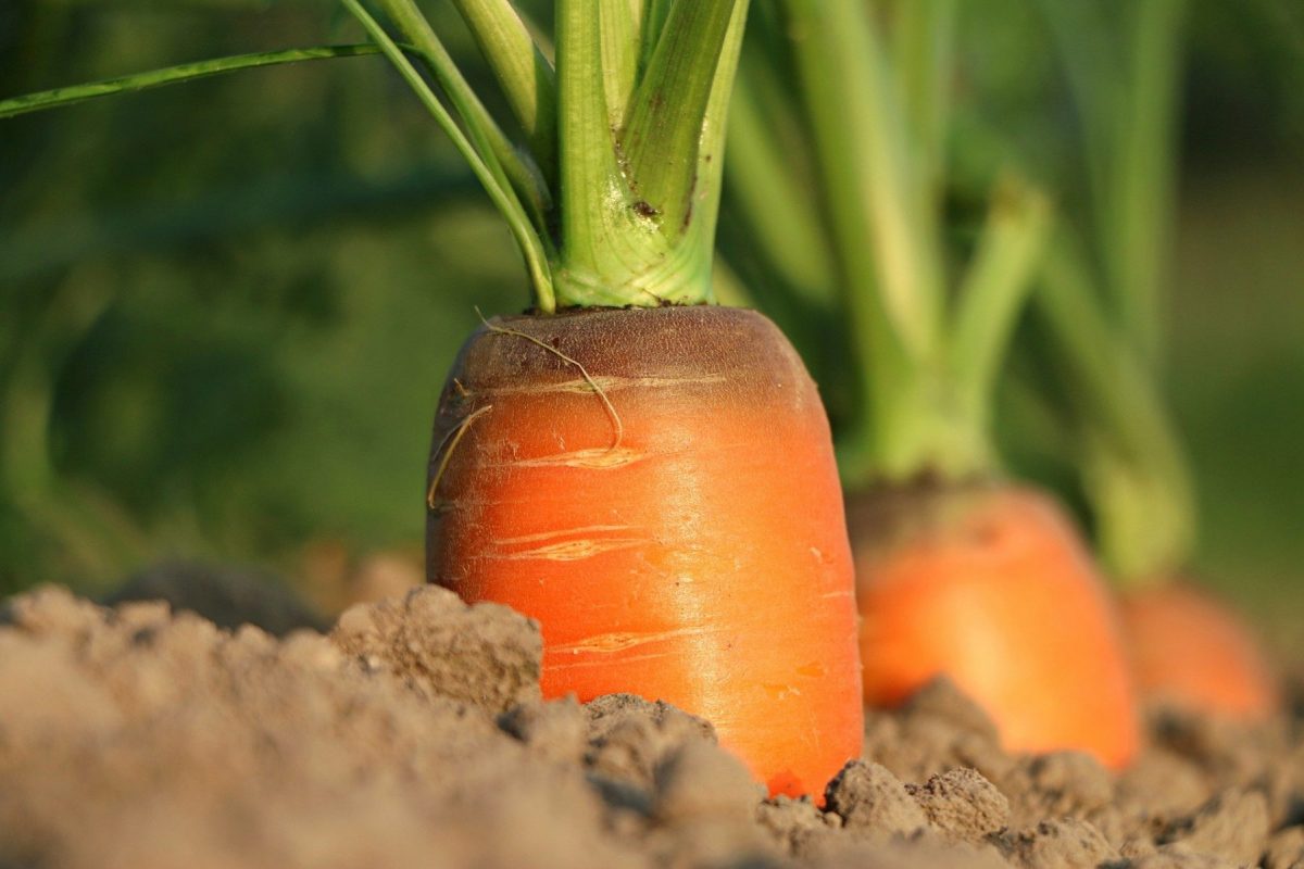 Como plantar cenoura em vaso: saiba a maneira mais fácil e correta - Foto: Pixabay