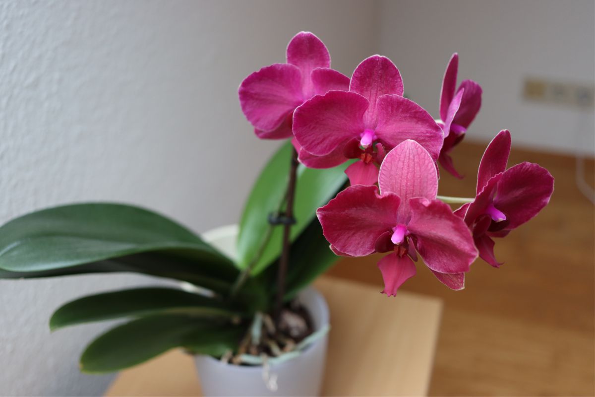 Como plantar orquídeas em vaso - Reprodução: Pixabay