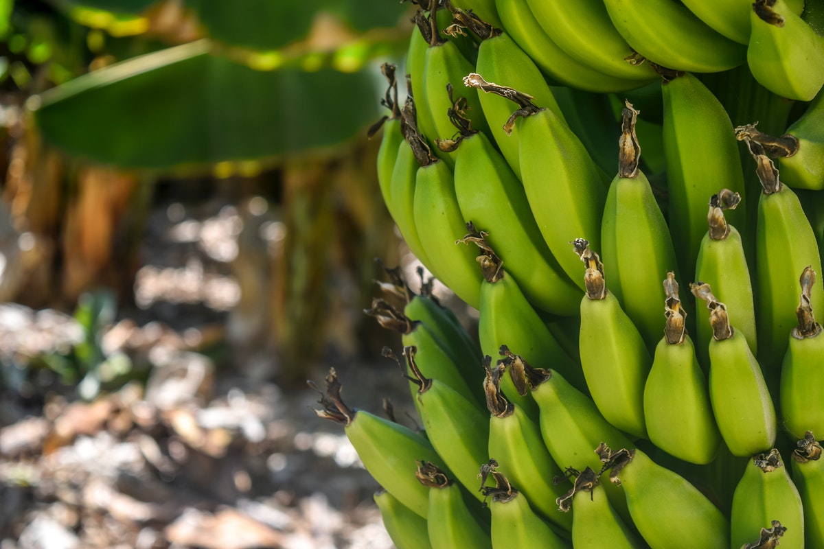 Plantar banana prata - Foto: Pexels