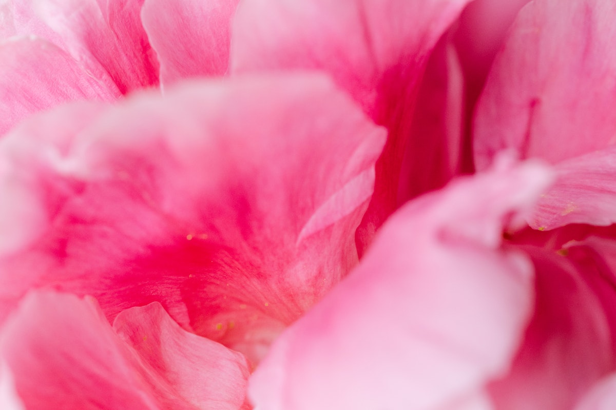 Plantar rosas na batata - Foto: Pexels