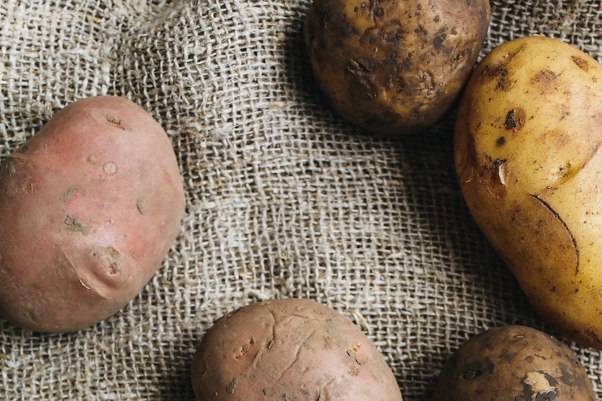 Cultivar batata-doce - Foto: Pexels