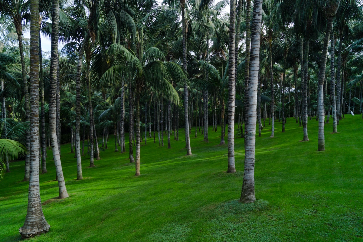 Qual palmeira plantar no seu quintal - Foto: Pixels