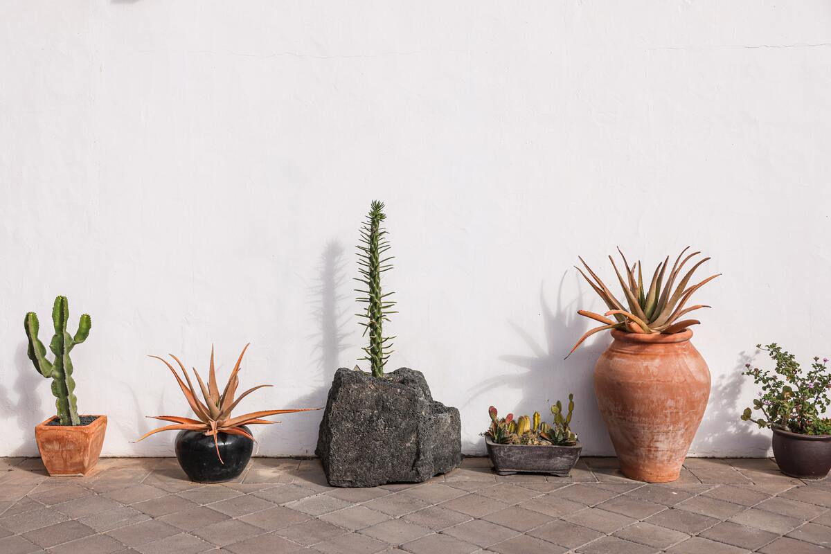Plantas que absorvem umidade - Foto: Pexels