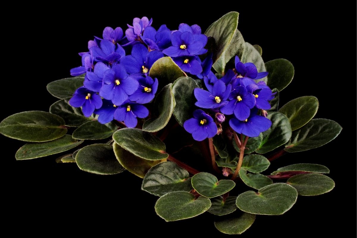 Como cuidar de violetas: flores lindas com essas dicas fáceis e essenciais - Reprodução: Canva