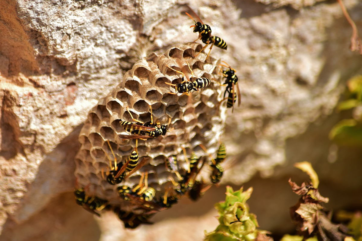 Como espantar abelhas do quintal com apenas 1 ingrediente secreto - Foto: Frepik