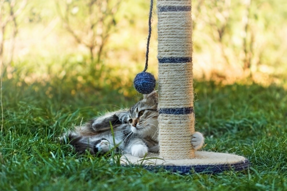 Como fazer brinquedo para gato - Reprodução: Canva