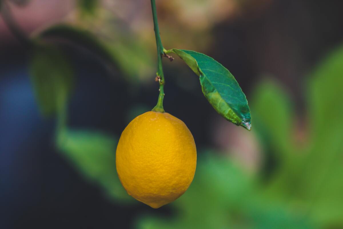 Como plantar pé de limão cravo - Foto: Pexels