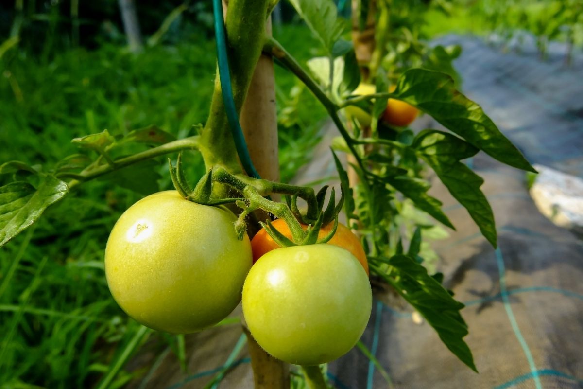 Como plantar tomate em casa: modo fácil e rápido, faça hoje mesmo - Reprodução: Canva