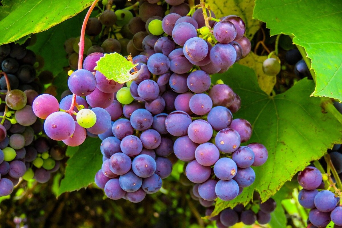 Como plantar um pé de uva - Foto: Pixabay