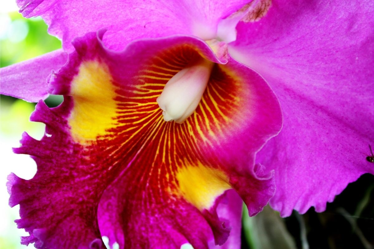 Orquídeas da Amazônia: saiba como plantar e cuidar - Foto: Canva