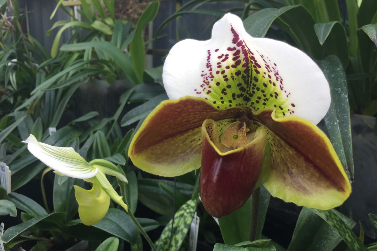 Plantas para apartamento - Orquídea Sapatinho - Reprodução Canva Pro