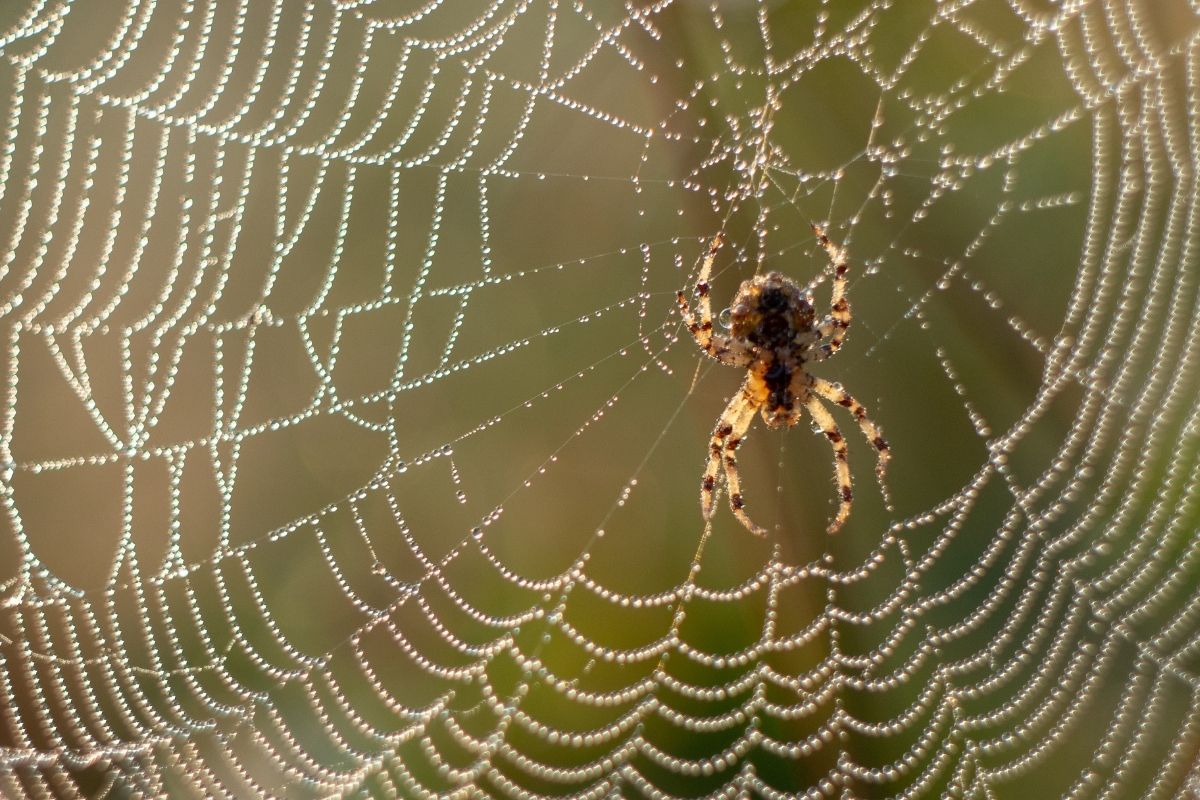 Saiba porque as aranhas fazem teias nos cantos de casa ou nas paredes e como evitar que isso aconteça - Reprodução: Canva