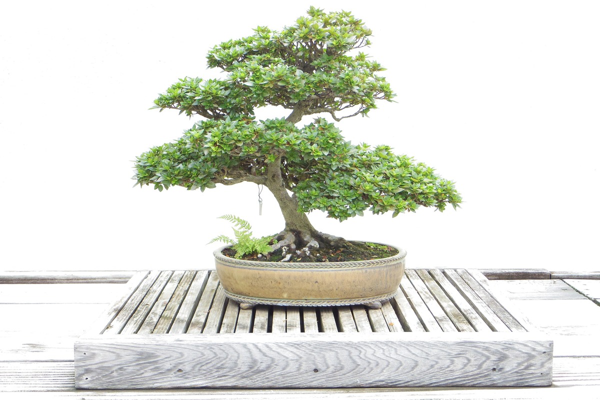 como plantar uma árvore bonsai: você pode aprender agora mesmo - fonte: pixabay