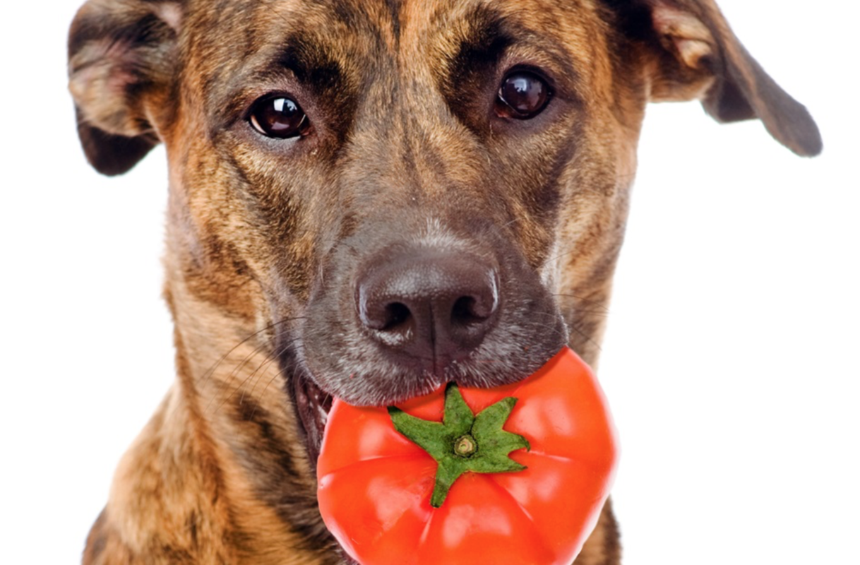 cachorro pode comer tomate maduro Fonte: Cachorros incríveis