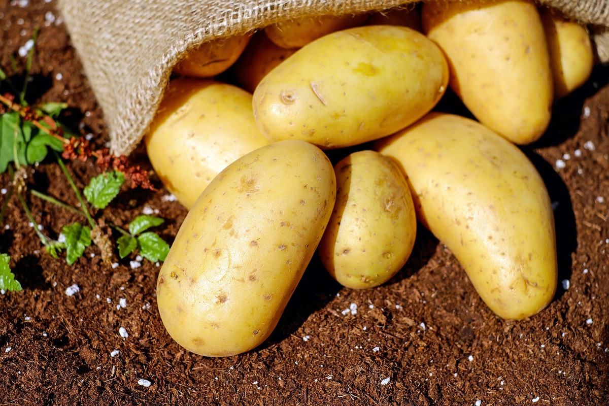 Como cultivar batatas em baldes: economize dinheiro com essas dicas aqui - Foto: Pixabay