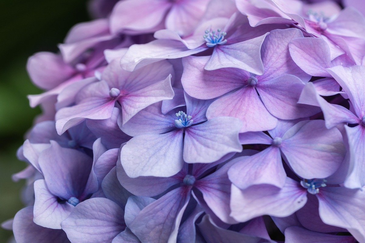 Como cultivar hortênsias: flores lindas e saudáveis com essas técnicas - Fonte: Pixabay