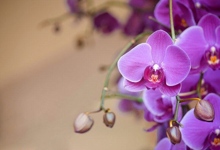 orquídeas no vaso de plástico