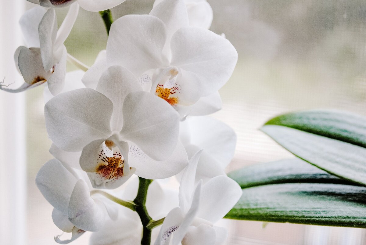 Como plantar orquídea em casca de coco - Foto: Pixabay