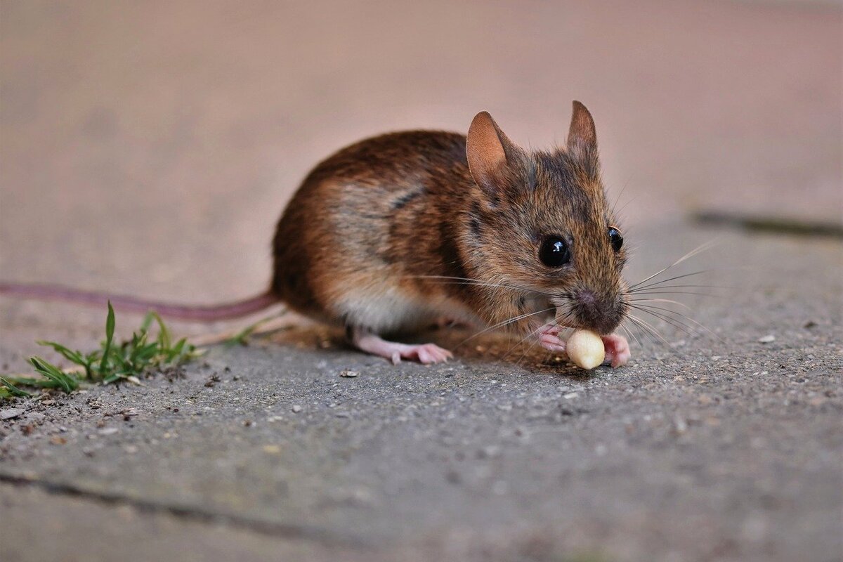 Como acabar com ratos rápido: se livre desses roedores com apenas 3 ingredientes - Fonte: Pixabay