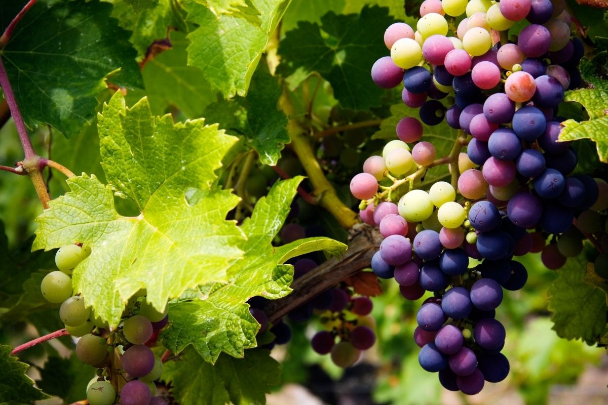 Como plantar sementes de uva: segredo revelado neste artigo - Reprodução: Canva