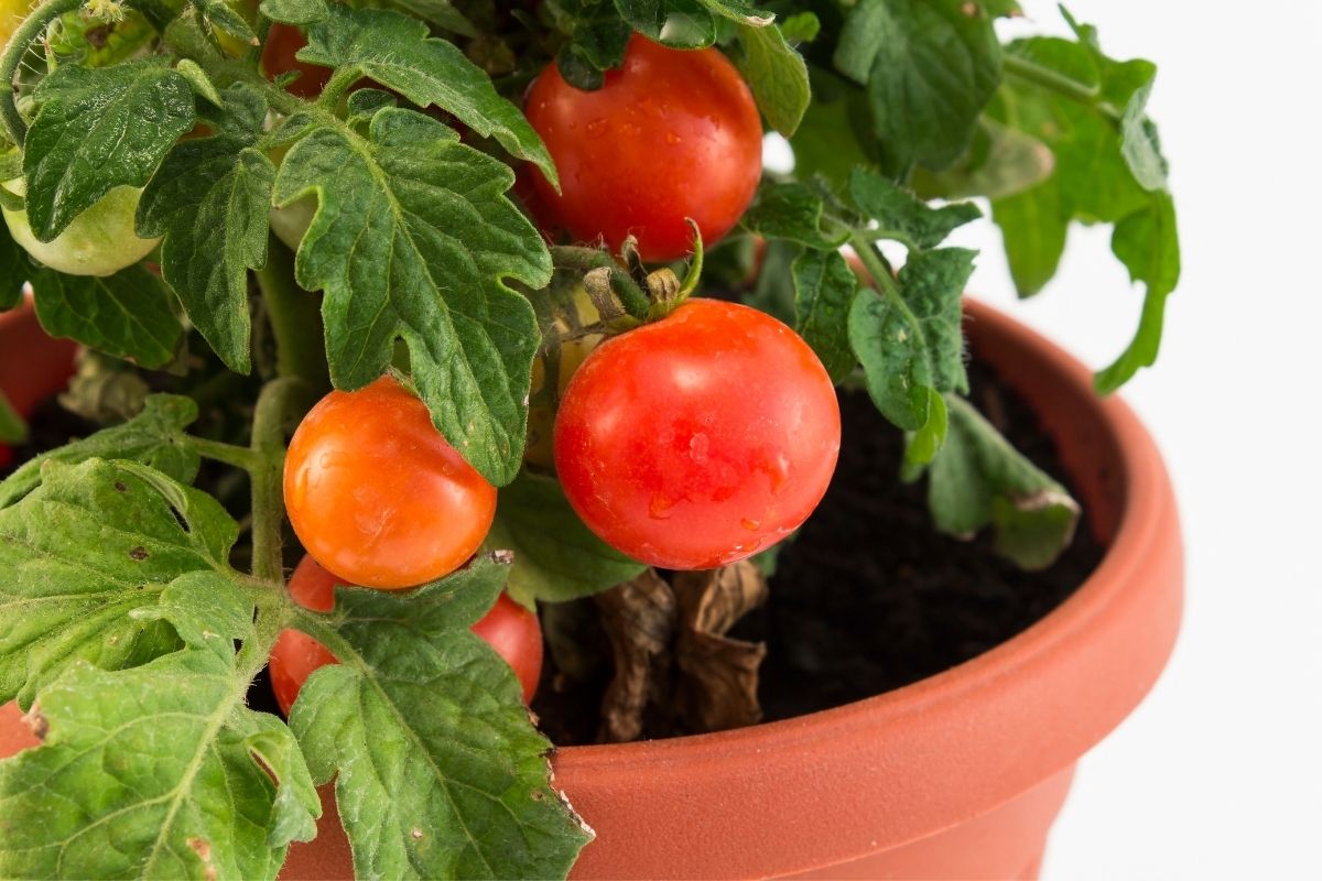 Como plantar tomate cereja em vaso: aprenda a cultivar de forma fácil - Reprodução: Canva
