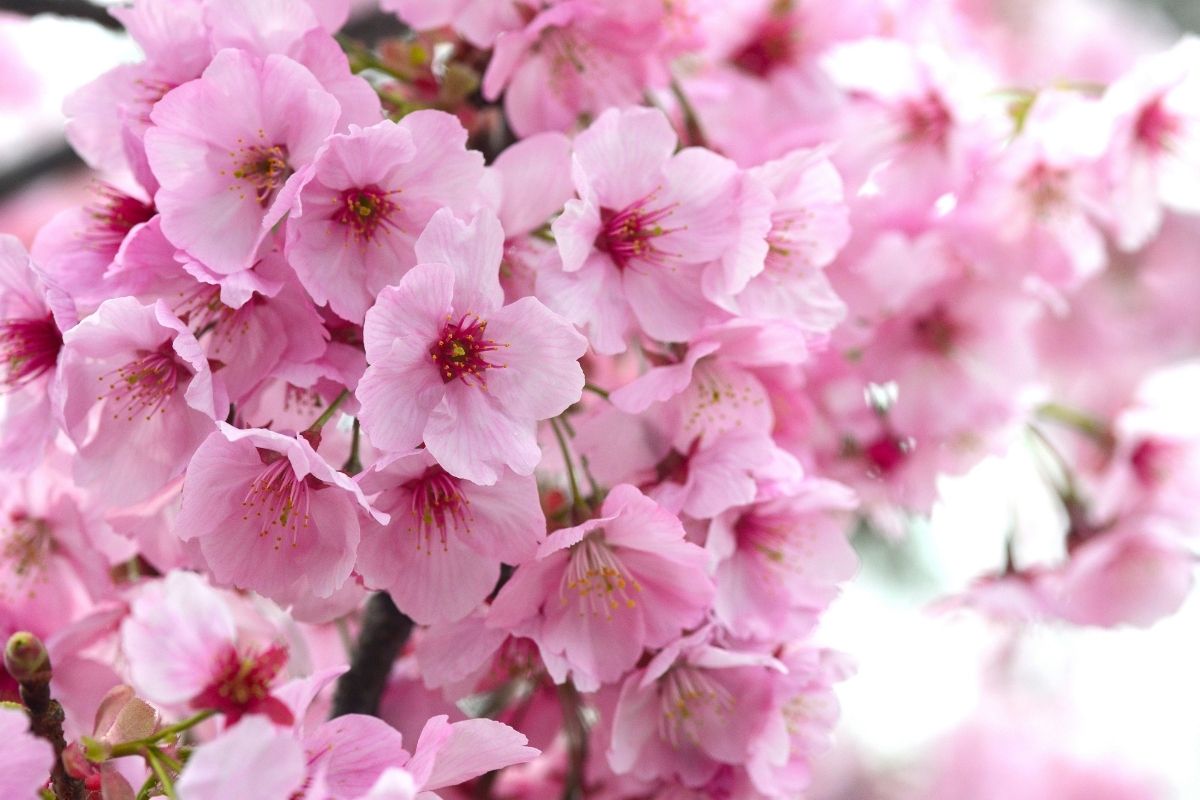 A exuberante flor de cerejeira - Foto: Canva Pro
