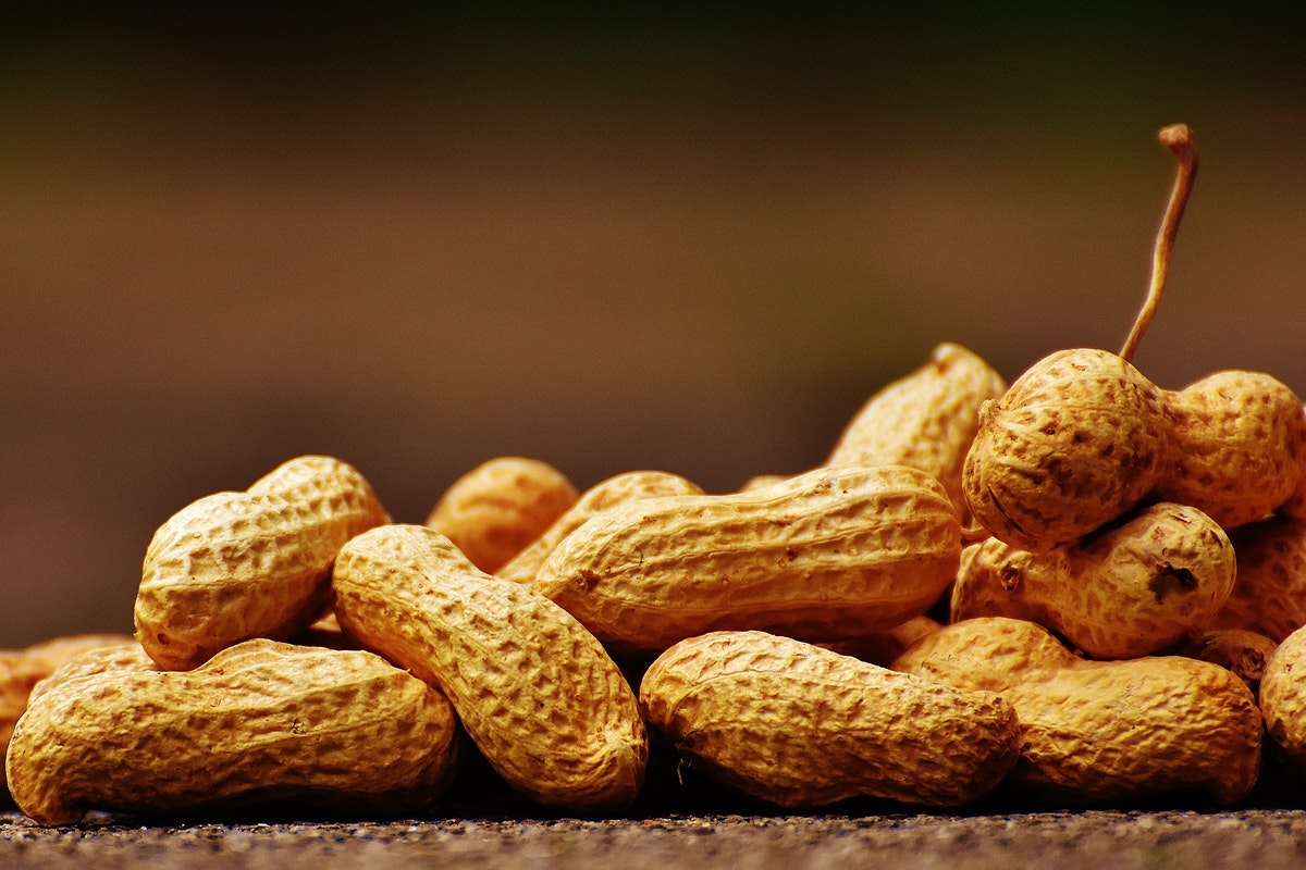 Plantar amendoim - Foto: Pexels