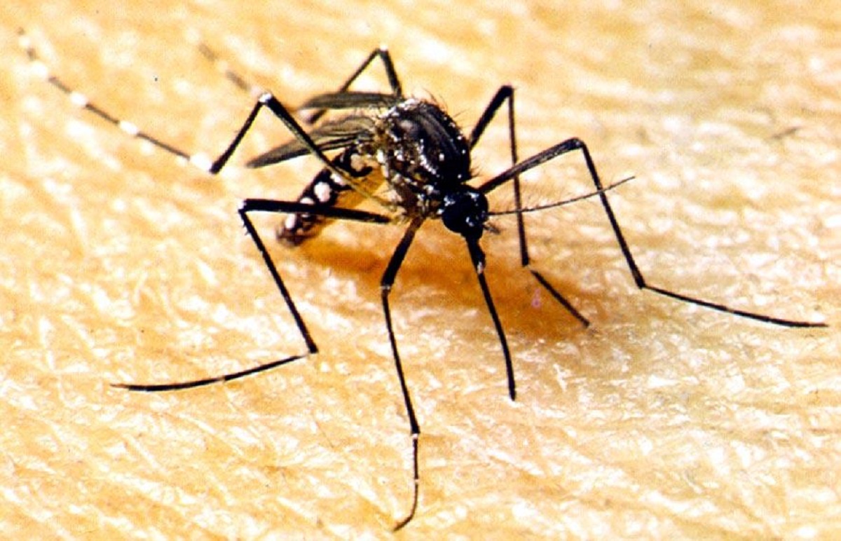 Mato Grosso prepara ‘Semana D’ contra a dengue no estado. Foto: Divulgação