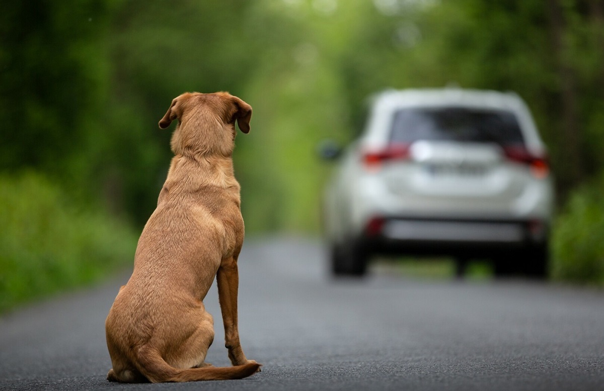 Nova Mutum: homem leva multa de R$ 4.760 após abandonar pet. Foto: Pixabay